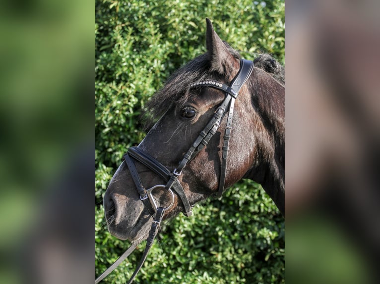 More ponies/small horses Mix Gelding 7 years 14,3 hh Gray-Dark-Tan in Mannheim