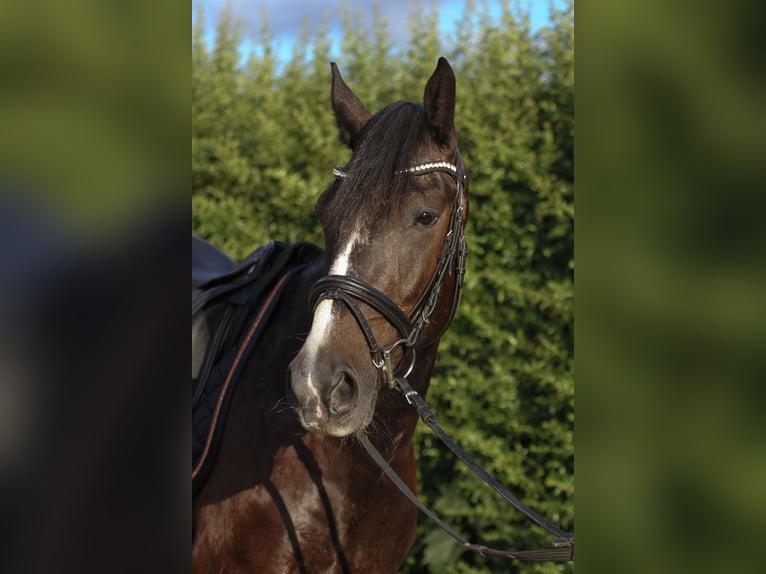 More ponies/small horses Mix Gelding 7 years 14,3 hh Gray-Dark-Tan in Mannheim