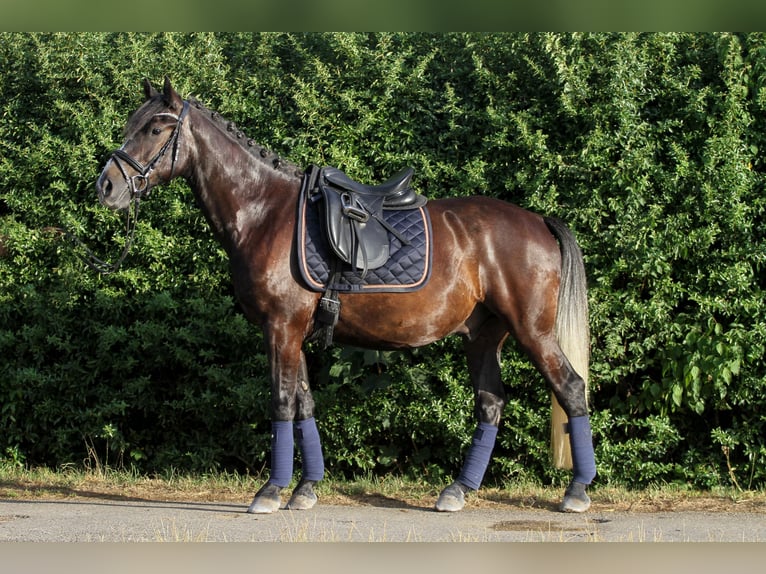 More ponies/small horses Mix Gelding 7 years 14,3 hh Gray-Dark-Tan in Mannheim