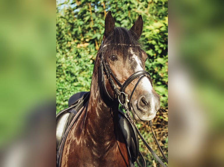 More ponies/small horses Mix Gelding 7 years 14,3 hh Gray-Dark-Tan in Mannheim