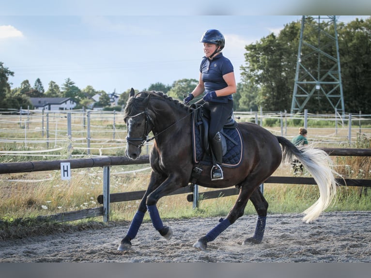 More ponies/small horses Mix Gelding 7 years 14,3 hh Gray-Dark-Tan in Mannheim