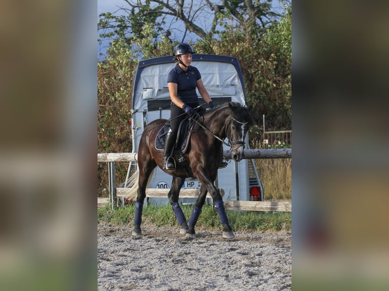 More ponies/small horses Mix Gelding 7 years 14,3 hh Gray-Dark-Tan in Mannheim