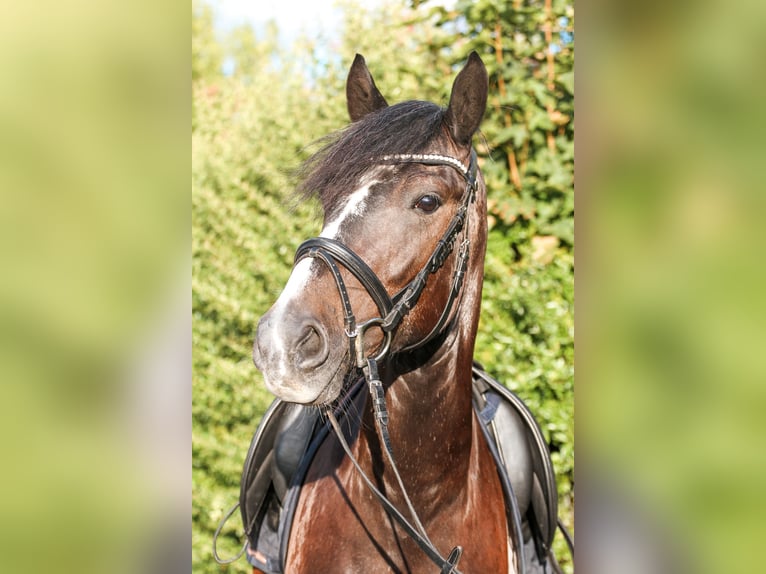 More ponies/small horses Mix Gelding 7 years 14,3 hh Gray-Dark-Tan in Mannheim