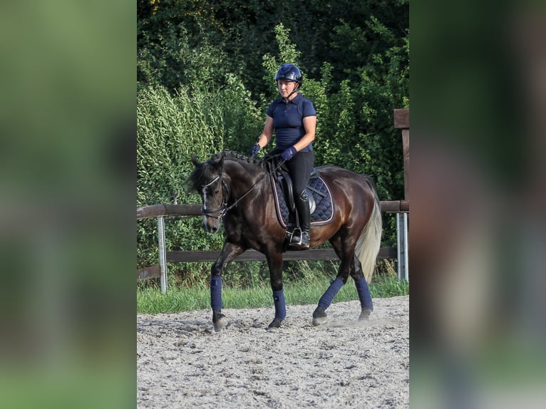 More ponies/small horses Mix Gelding 7 years 14,3 hh Gray-Dark-Tan in Mannheim