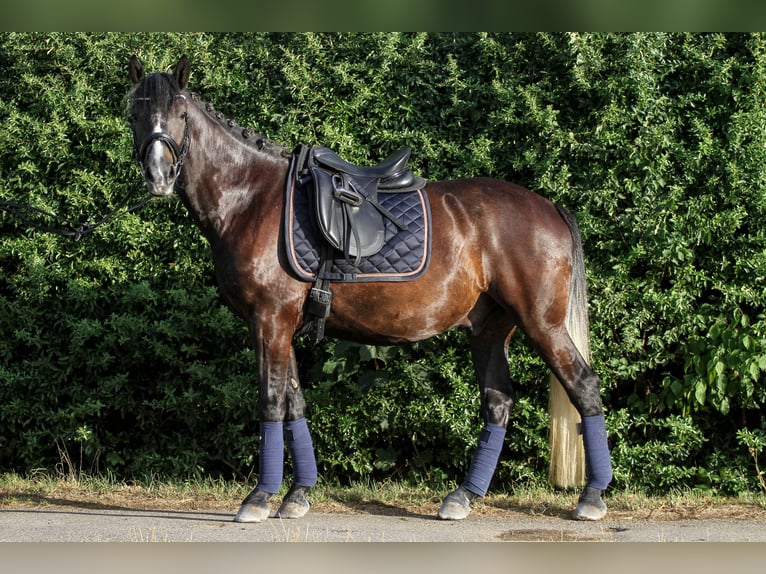 More ponies/small horses Mix Gelding 7 years 14,3 hh Gray-Dark-Tan in Mannheim