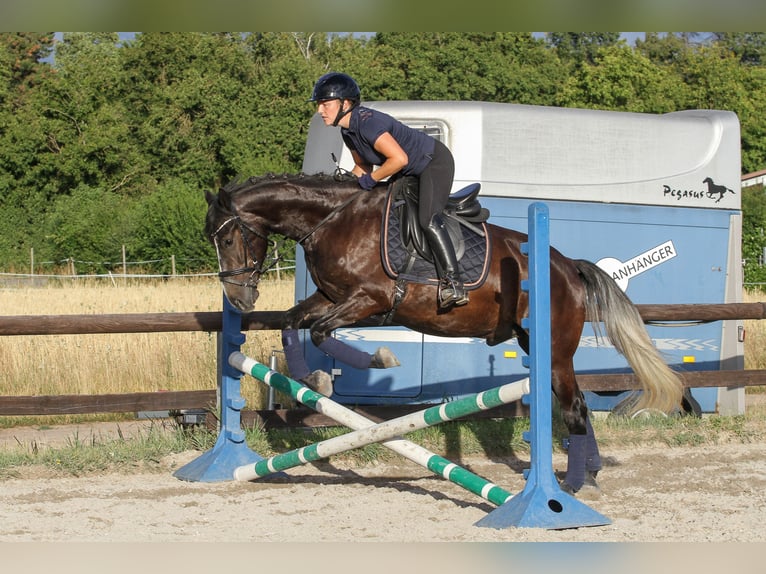 More ponies/small horses Mix Gelding 7 years 14,3 hh Gray-Dark-Tan in Mannheim