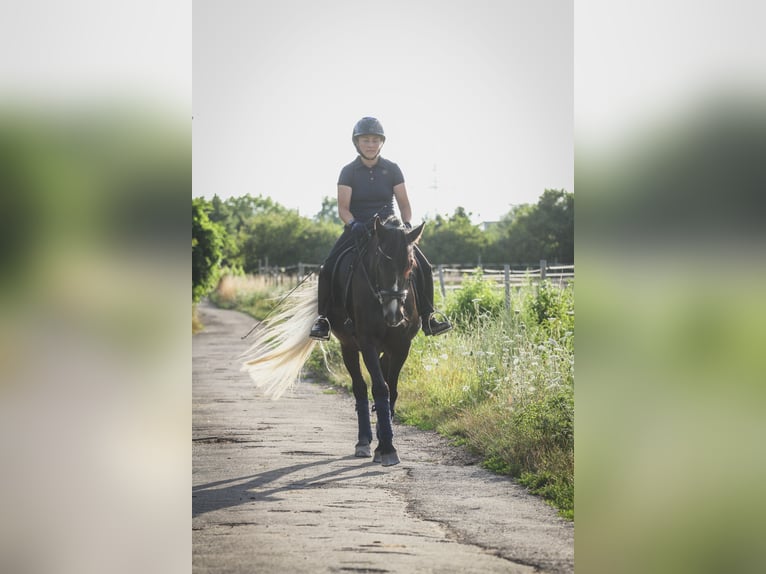 More ponies/small horses Mix Gelding 7 years 14,3 hh Gray-Dark-Tan in Mannheim