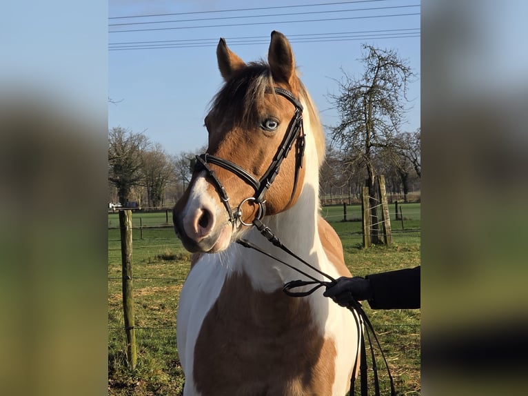More ponies/small horses Gelding 7 years 14,3 hh Pinto in Wachtendonk