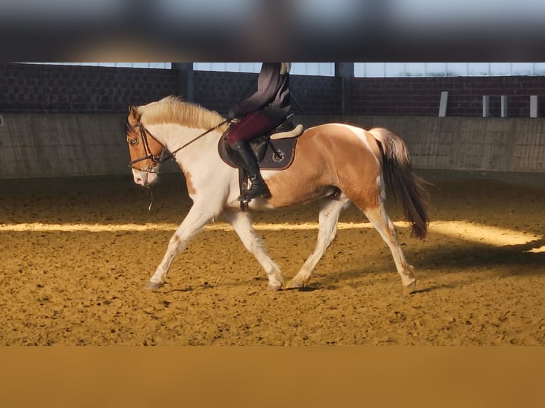 More ponies/small horses Gelding 7 years 14,3 hh Pinto in Wachtendonk