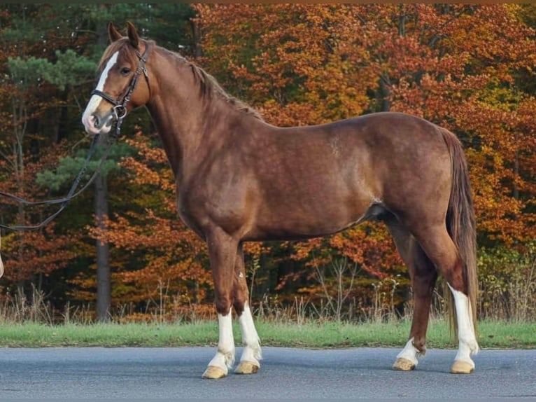 More ponies/small horses Gelding 7 years 15,1 hh Brown in Békéscsaba