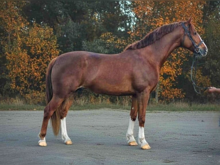 More ponies/small horses Gelding 7 years 15,1 hh Brown in Békéscsaba