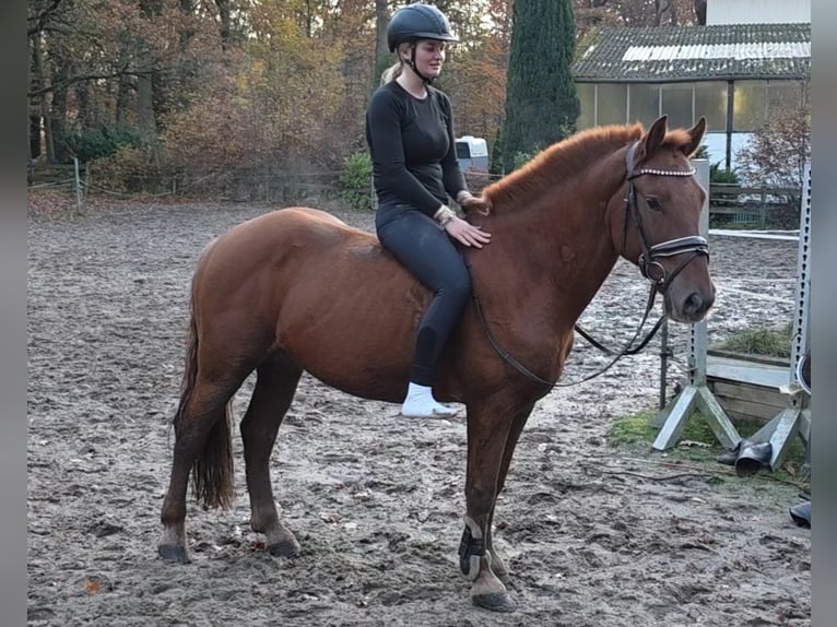 More ponies/small horses Gelding 7 years 15,1 hh Chestnut-Red in Braunschweig