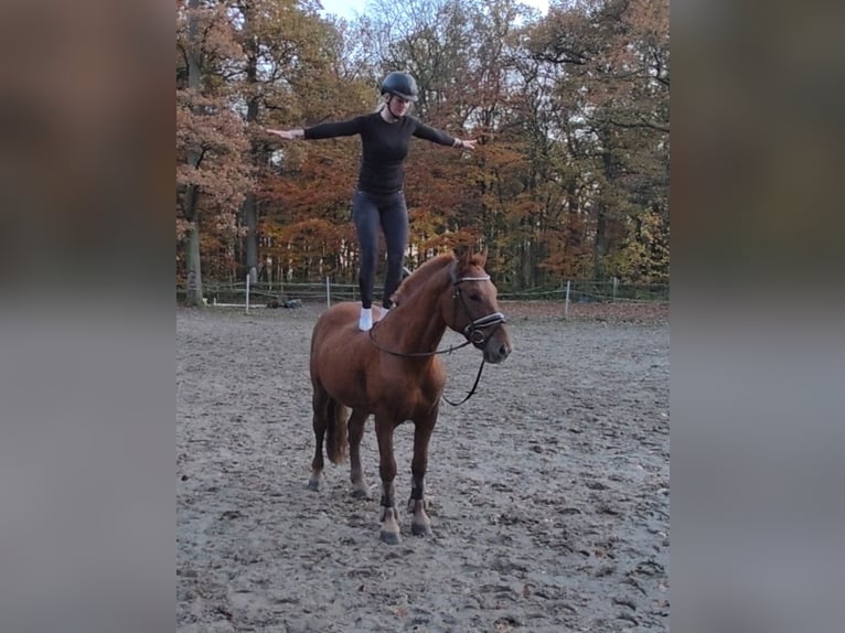More ponies/small horses Gelding 7 years 15,1 hh Chestnut-Red in Braunschweig