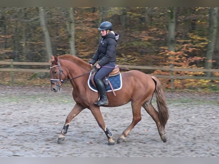 More ponies/small horses Gelding 7 years 15,1 hh Chestnut-Red in Braunschweig