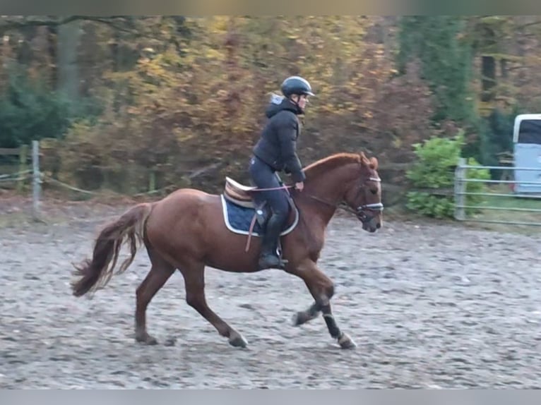 More ponies/small horses Gelding 7 years 15,1 hh Chestnut-Red in Braunschweig