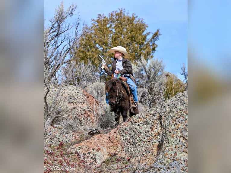 More ponies/small horses Gelding 7 years 8.1 hh Brown in Rigby