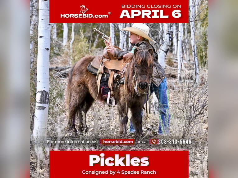 More ponies/small horses Gelding 7 years 8.1 hh Brown in Rigby