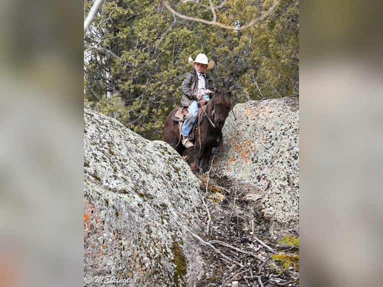 More ponies/small horses Gelding 7 years 8,1 hh Brown in Rigby