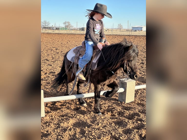 More ponies/small horses Gelding 7 years 9.1 hh Black in Edgewood