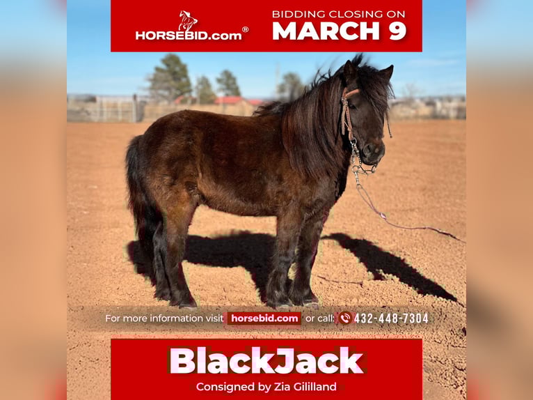 More ponies/small horses Gelding 7 years 9.1 hh Black in Edgewood