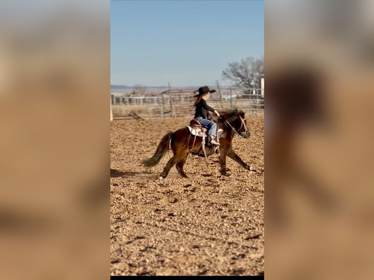 More ponies/small horses Gelding 7 years 9.1 hh Black in Edgewood