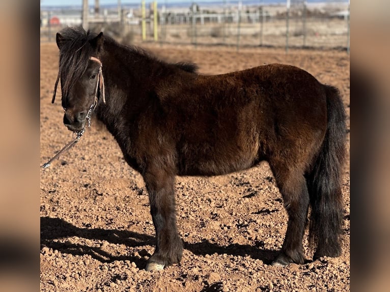 More ponies/small horses Gelding 7 years 9.1 hh Black in Edgewood