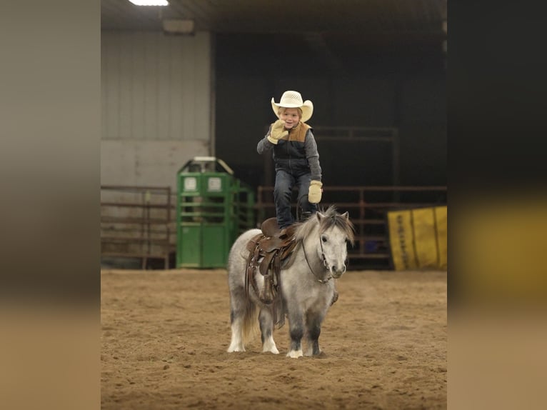 More ponies/small horses Gelding 7 years 9,1 hh Grey in Nevis