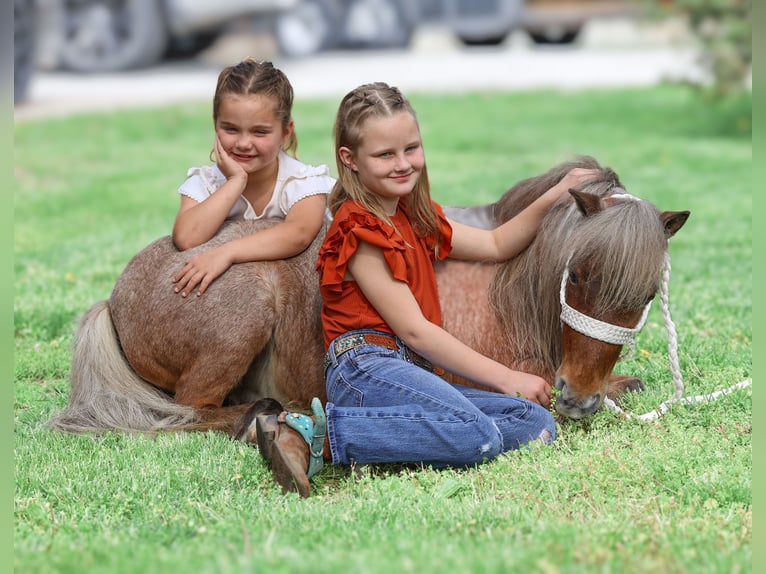 More ponies/small horses Gelding 7 years 9 hh Roan-Red in Sedalia