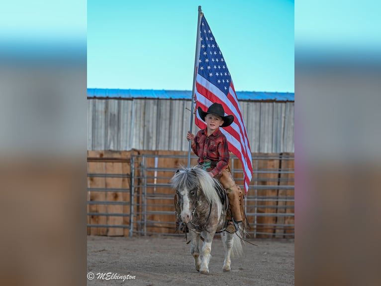 More ponies/small horses Gelding 7 years 9 hh in Rigby