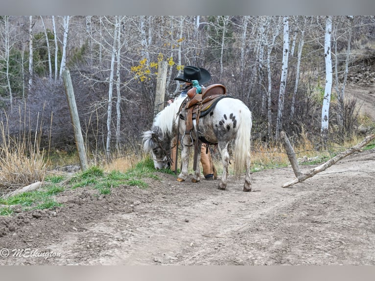 More ponies/small horses Gelding 7 years 9 hh in Rigby