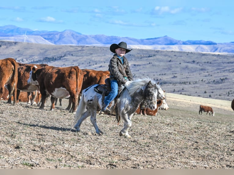 More ponies/small horses Gelding 7 years 9 hh in Rigby