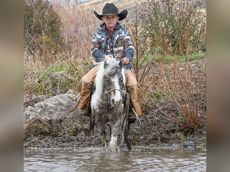 More ponies/small horses Gelding 7 years 9 hh in Rigby