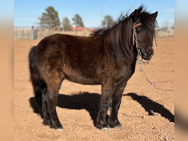 More ponies/small horses Gelding 7 years 9,1 hh Black in Edgewood