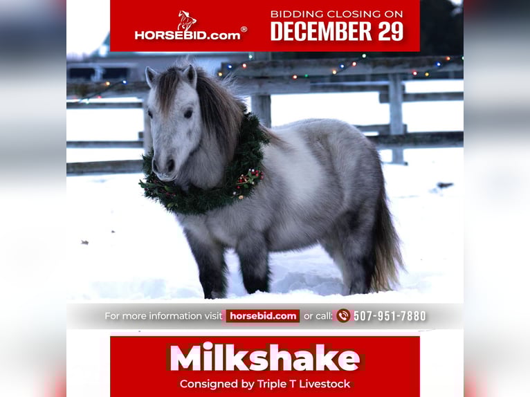 More ponies/small horses Gelding 7 years 9,1 hh Grey in Nevis