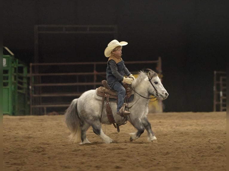 More ponies/small horses Gelding 7 years 9,1 hh Grey in Nevis