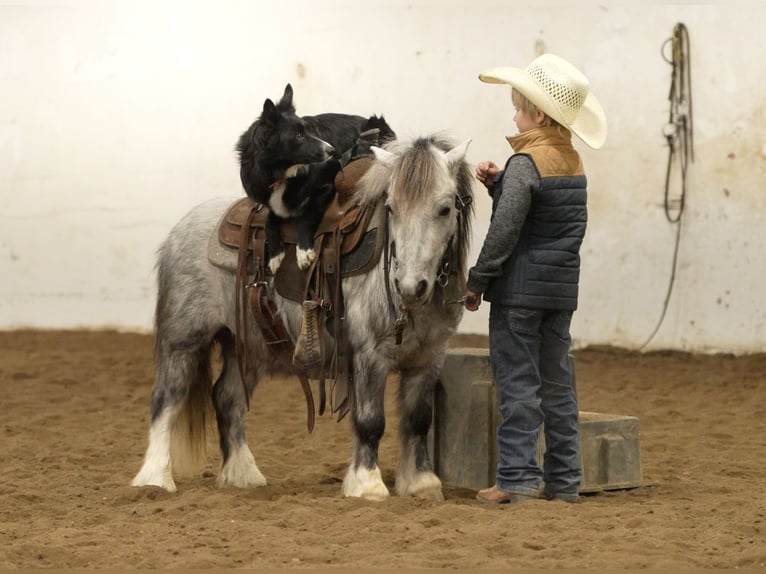 More ponies/small horses Gelding 7 years 9,1 hh Grey in Nevis