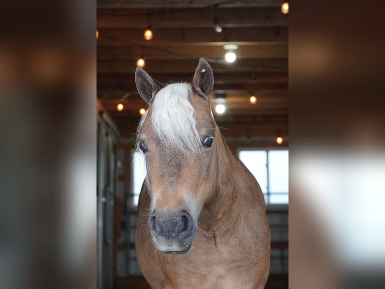 More ponies/small horses Gelding 7 years 9,2 hh Buckskin in Fredericksburg
