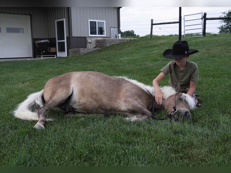 More ponies/small horses Gelding 7 years 9,2 hh Buckskin in Fredericksburg