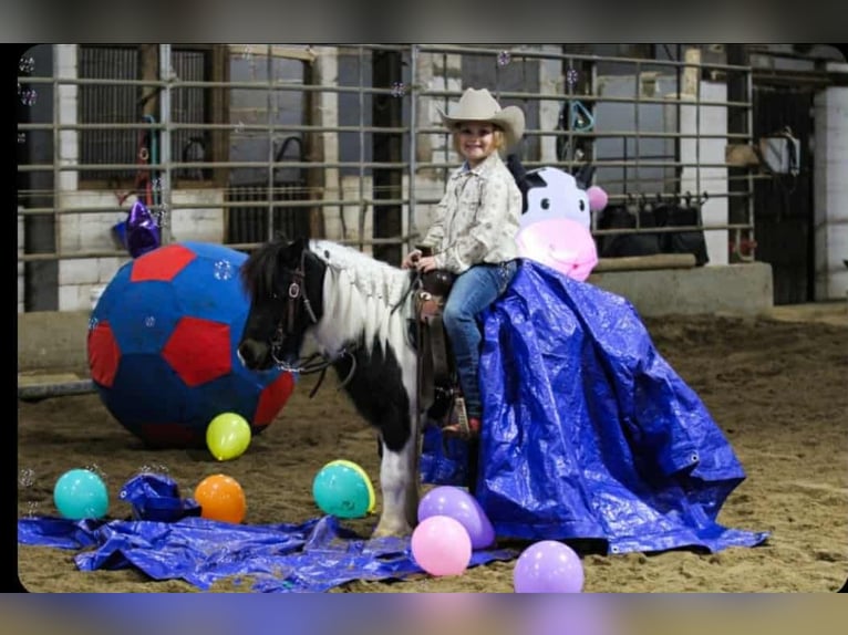More ponies/small horses Gelding 7 years 9,2 hh Pinto in Henderson