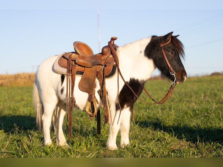 More ponies/small horses Gelding 7 years 9,2 hh Pinto in Henderson