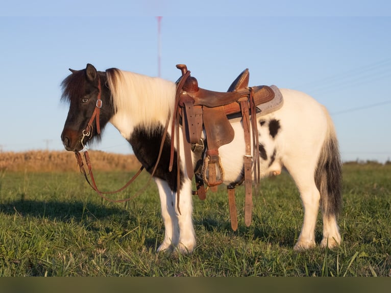 More ponies/small horses Gelding 7 years 9,2 hh Pinto in Henderson
