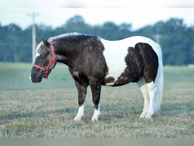 More ponies/small horses Gelding 7 years 9,2 hh Pinto in Mount Vernon