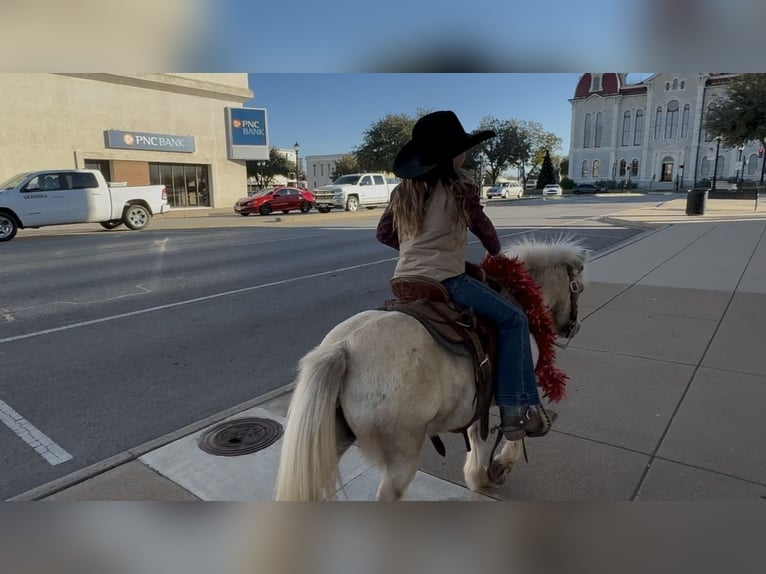 More ponies/small horses Gelding 7 years 9,2 hh Pinto in Weatherford