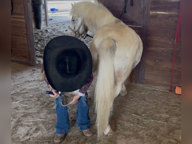 More ponies/small horses Gelding 7 years 9,2 hh Pinto in Weatherford