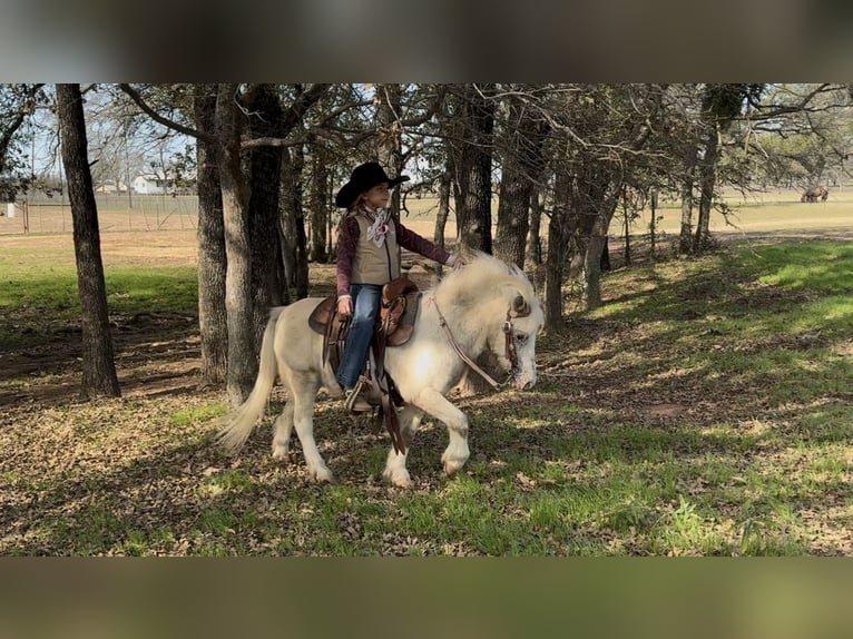 More ponies/small horses Gelding 7 years 9,2 hh Pinto in Weatherford
