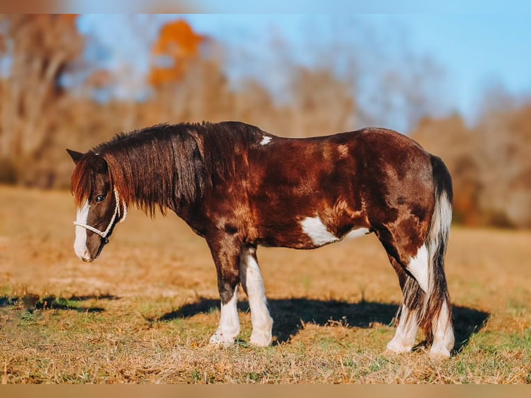 More ponies/small horses Gelding 8 years 10,1 hh Pinto in Lyles