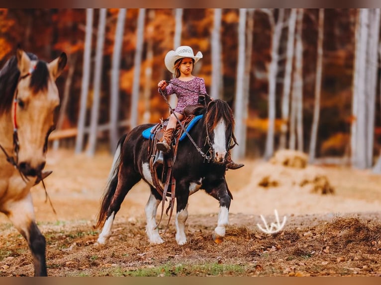 More ponies/small horses Gelding 8 years 10,1 hh Pinto in Lyles