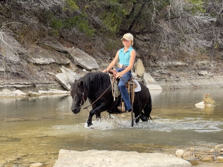 More ponies/small horses Gelding 8 years 10,3 hh Black in Cleburne