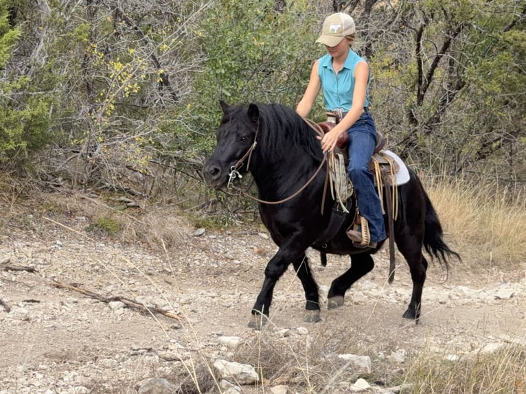 More ponies/small horses Gelding 8 years 10,3 hh Black in Cleburne
