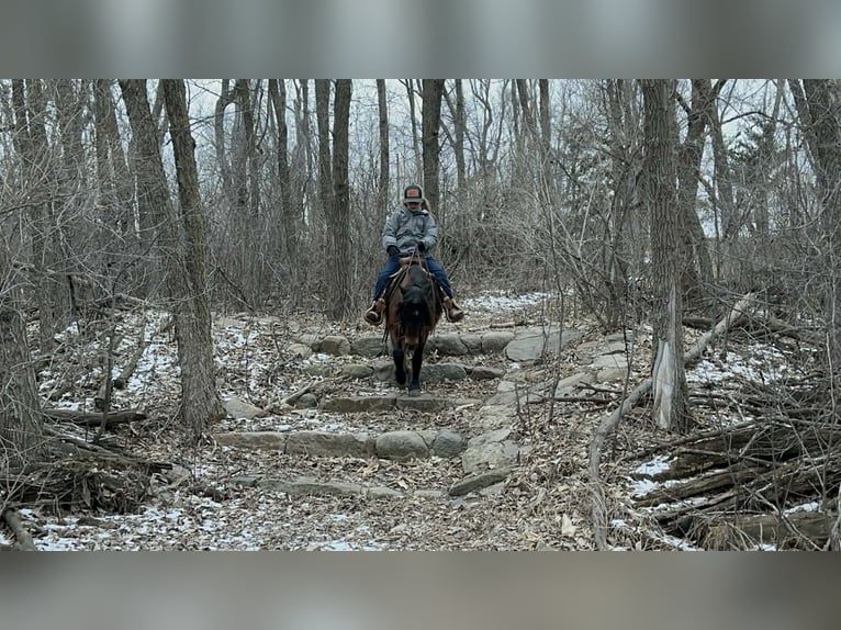More ponies/small horses Gelding 8 years 10 hh Brown in Brandon